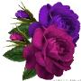 Arreglos de flores naturales