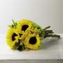 Girasoles