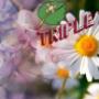 fertilizante para floración