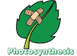 Photosynthesis