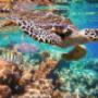 Snorkeling Tour