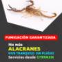 alacrán