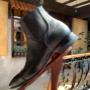 botin chelsea