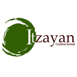 Itzayan Bonsai