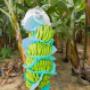 Platano