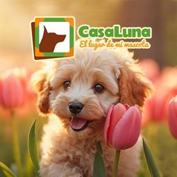 Casa Luna