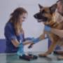 Clinica Veterinaria Animal City