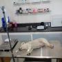 Clinica veterinaria villahermosa