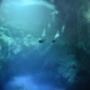 Buceo Playa del Carmen
