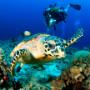 Buceo en Cozumel