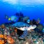 Cozumel Buceo