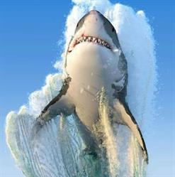 Pescadería El Gran Tiburón Blanco