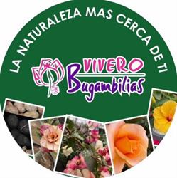 Vivero Bugambilias
