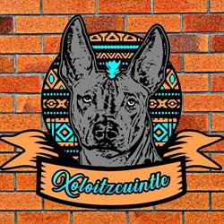 Xoloitzcuintle food mx