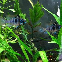Acuario Black Fish