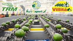 Agroexport Internacional Avocados