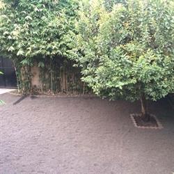 Bambú salón y jardín