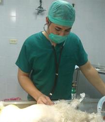 DOG VETERINARIA
