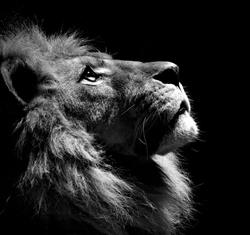 club de billar Lions elite