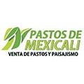 Pastos De Mexicali