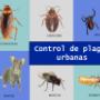 control de plagas
