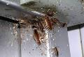 SERVCIOS DE FUMIGACION CONTRA CUCARACHAS