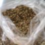 Oro de robusta de natural