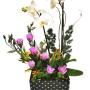 Orquídea