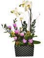 Orquídea