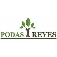 Podas Para Huertas De Aguacates Reyes
