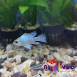 Acuario Fish Mania