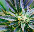 Masaje Flow (con Aceite de CBD)
