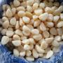 Ajo Pelado Peeled Garlic