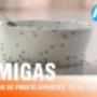 Hormigas fantasma