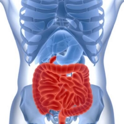 GASTROENTEROLOGOS EN PUEBLA