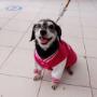 Accesorios y alimento para mascotas en Puebla