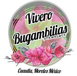 Vivero Bugambilias