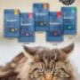 Blackwood para Gato