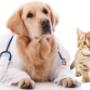 Veterinaria en Álvaro Obregón, CDMX