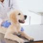 Veterinaria en Álvaro Obregón, CDMX