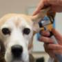 Veterinaria en Álvaro Obregón, CDMX