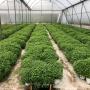 Cultivo de Stevia