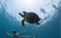 Snorkeling in Cabo San Lucas
