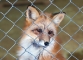 fox-behind-chain-link-fence