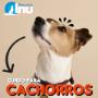 Adiestramiento canino