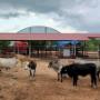 Galeras para ranchos