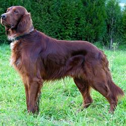 Veterinaria La Rana