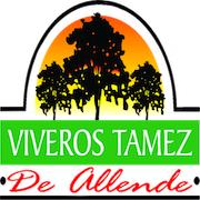 Viveros Tamez De Allende
