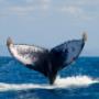 Ballena jorobada