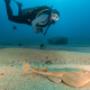 Buceo en Cabo San Lucas.